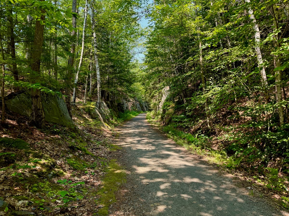 Sunlit forest trail through tall trees